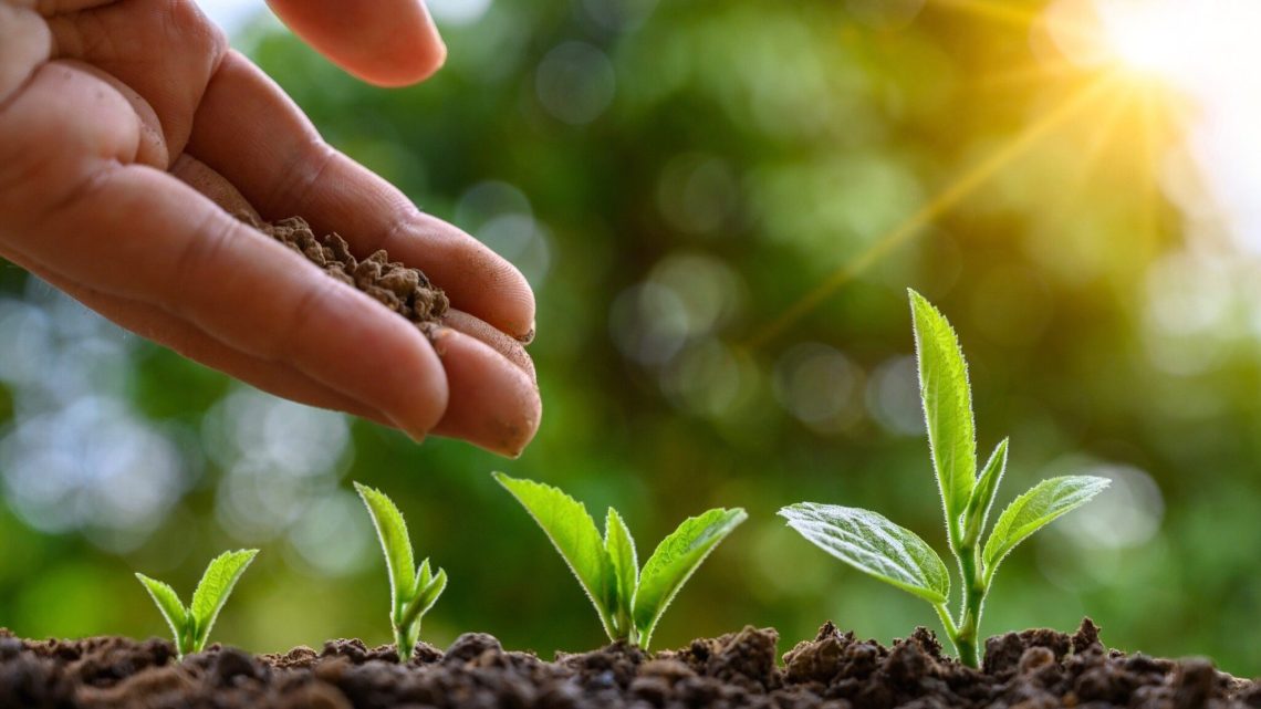 How trees lock carbon: Nature’s silent guardians against climate change
