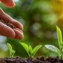 How trees lock carbon: Nature’s silent guardians against climate change