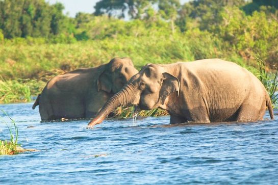 Echoes of the Veddas, roar of elephants – Exploring the multifaceted majesty of Gal Oya