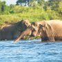 Echoes of the Veddas, roar of elephants – Exploring the multifaceted majesty of Gal Oya