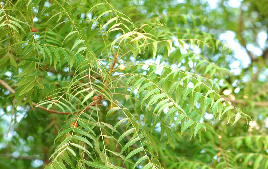 The Kohomba Tree: Sri Lanka’s sacred guardian of health and harmony