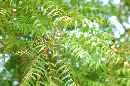 The Kohomba Tree: Sri Lanka’s sacred guardian of health and harmony