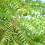 The Kohomba Tree: Sri Lanka’s sacred guardian of health and harmony