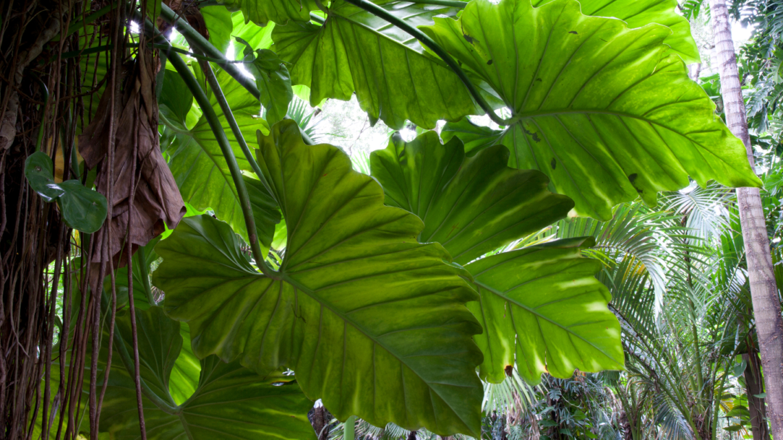 The science of photosynthesis: Turning carbon into biomass