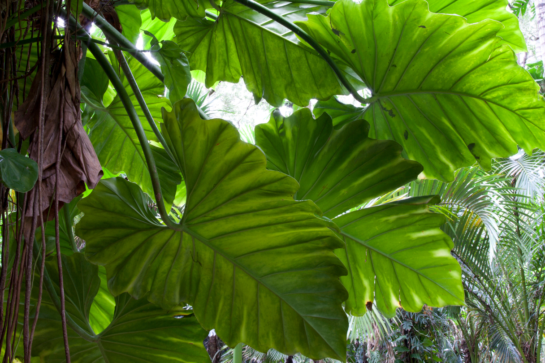 The science of photosynthesis: Turning carbon into biomass