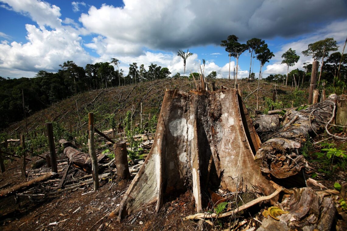 The impact of deforestation and the promise of reforestation