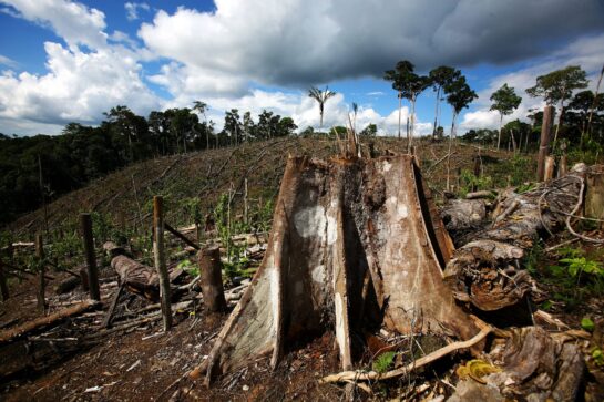 The impact of deforestation and the promise of reforestation