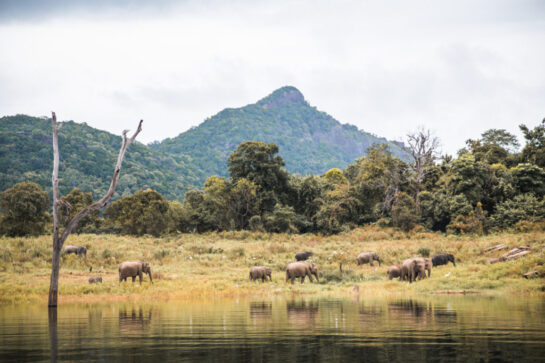 Gal Oya’s gentle titans – A paradise for Sri Lanka’s elephants