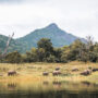 Gal Oya’s gentle titans – A paradise for Sri Lanka’s elephants