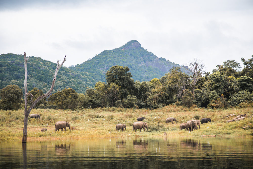 Gal Oya’s gentle titans – A paradise for Sri Lanka’s elephants