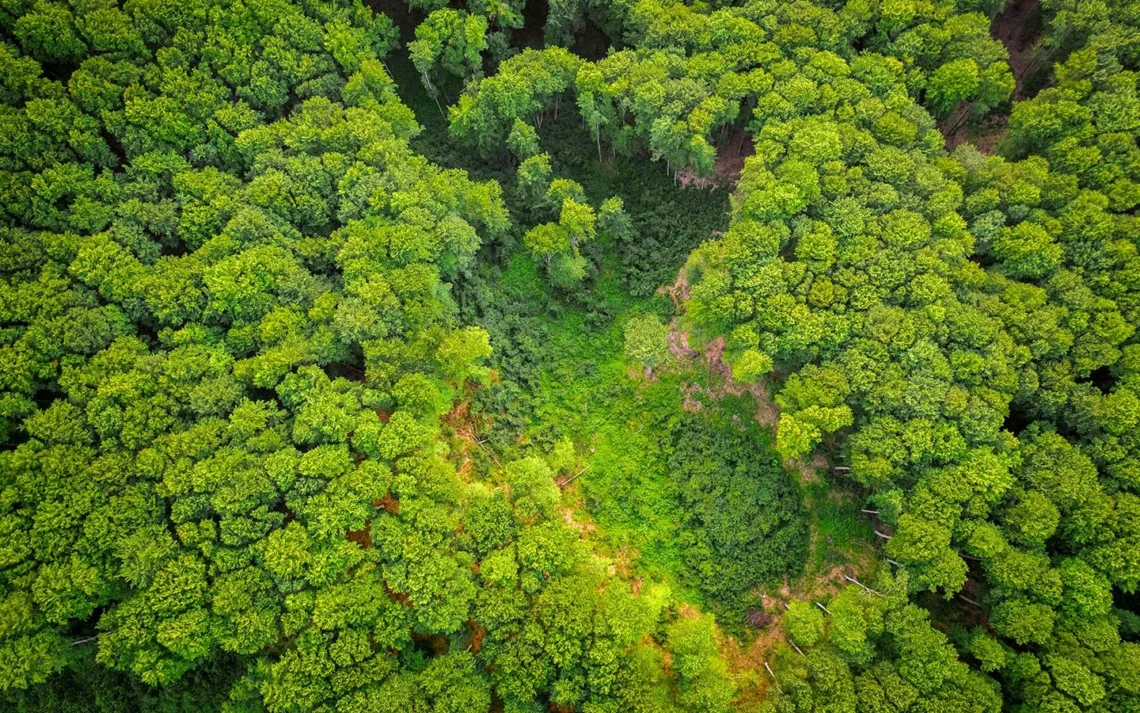 A call to action: Harnessing trees for a carbon-safe future