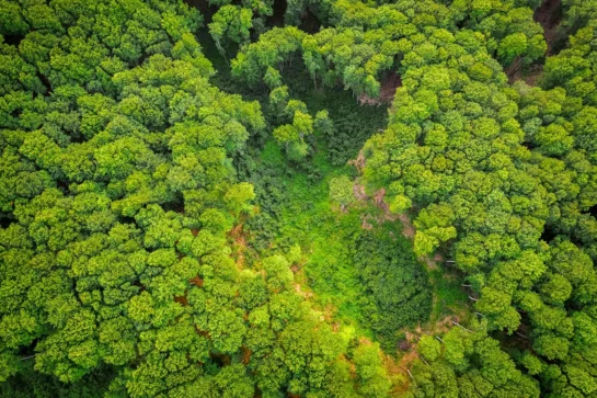 A call to action: Harnessing trees for a carbon-safe future