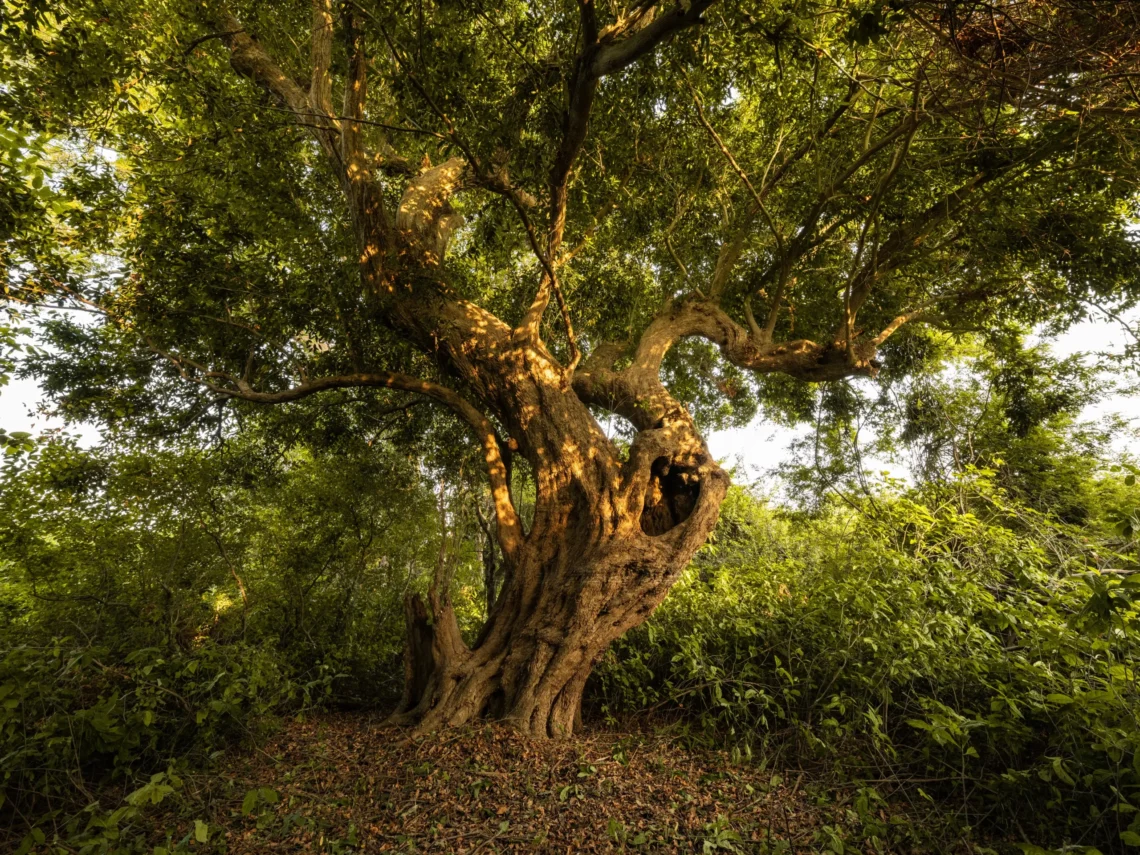 Trees as climate warriors: Insights from 2025