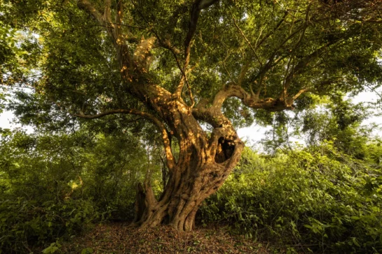 Trees as climate warriors: Insights from 2025
