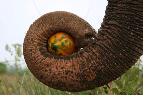 The amazing elephant trunk