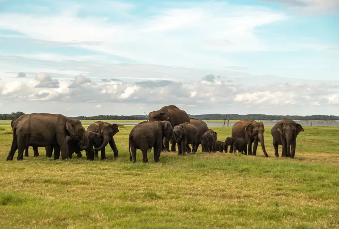 Sri Lanka: A Sanctuary For Elephants