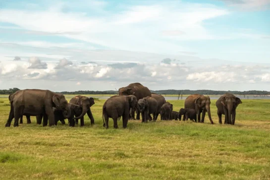Sri Lanka: A Sanctuary For Elephants