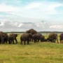 Sri Lanka: A Sanctuary For Elephants