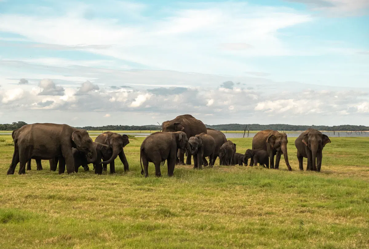 Sri Lanka: A Sanctuary For Elephants