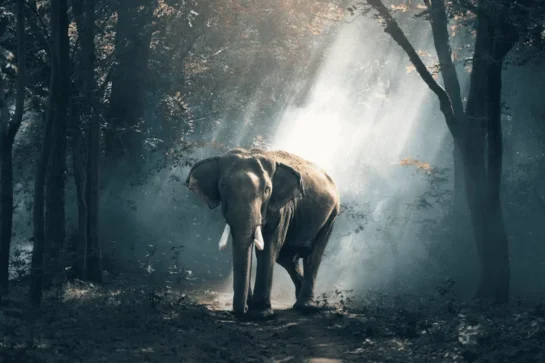 Respecting elephants: Dos and Don’ts