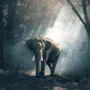 Respecting elephants: Dos and Don’ts