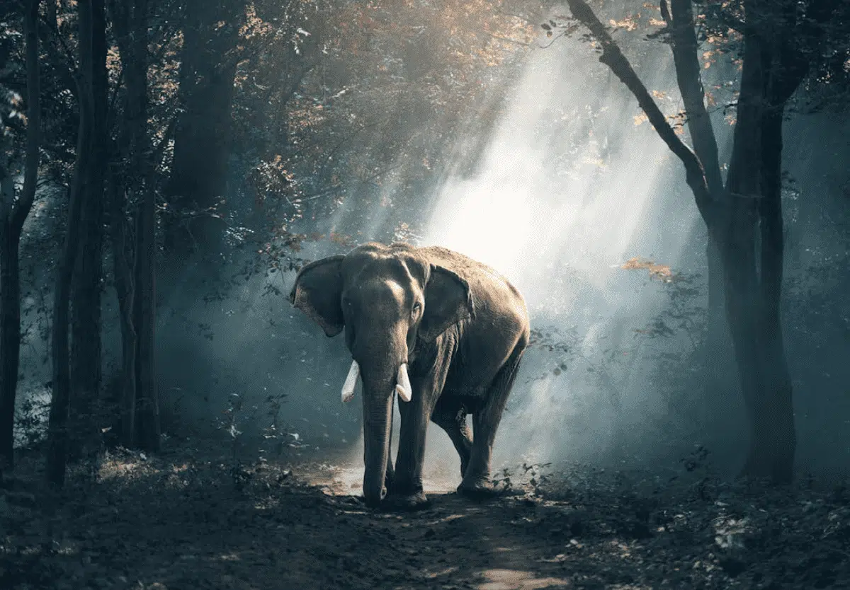 Respecting elephants: Dos and Don’ts