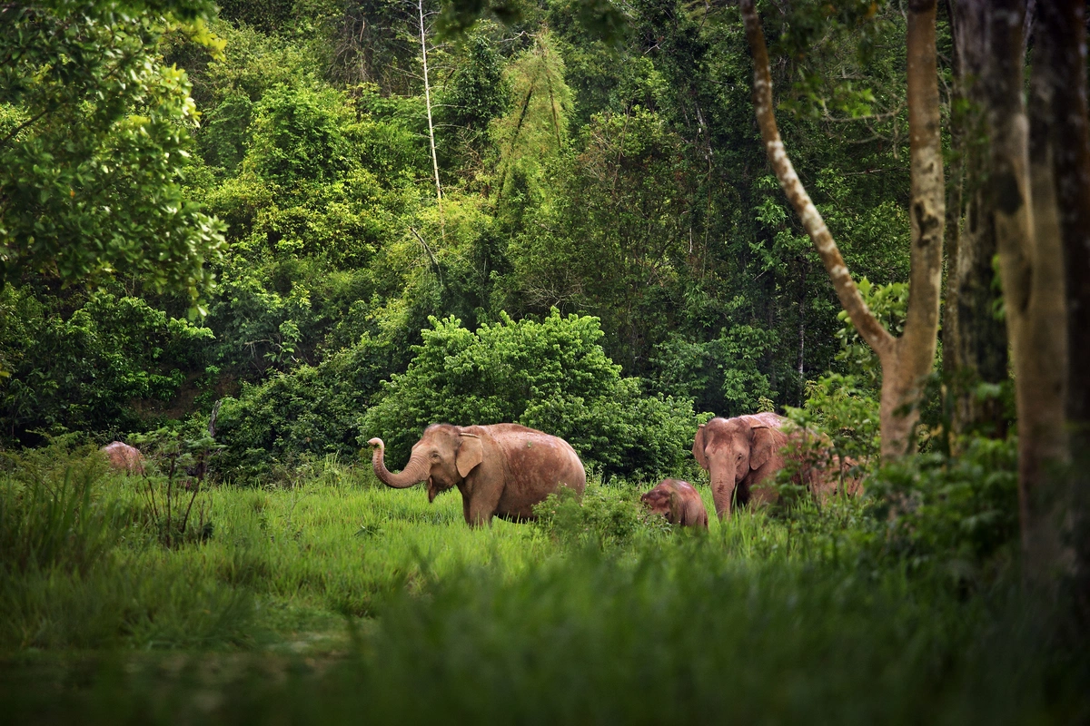 The threat to Asian elephants