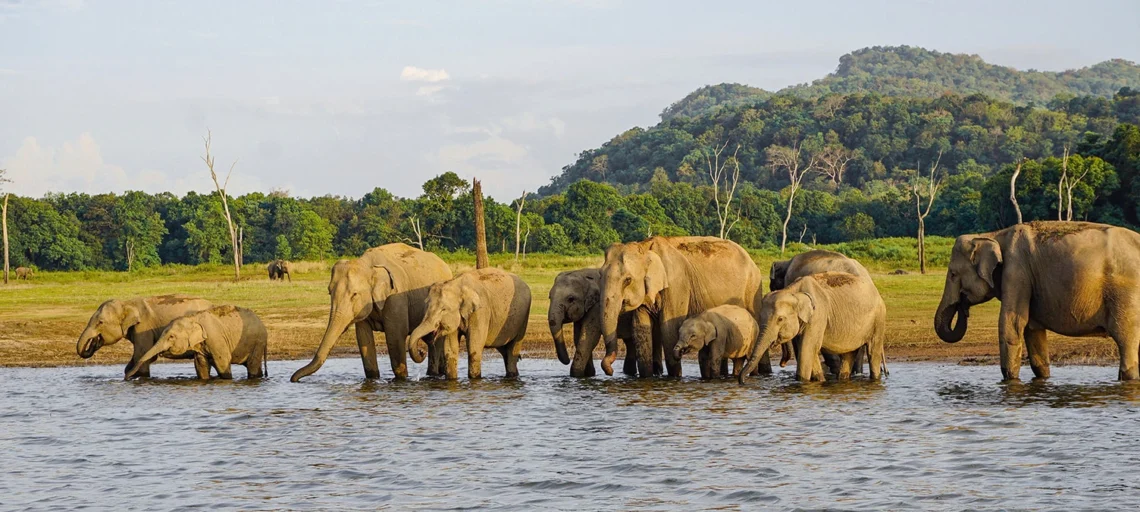 Wildlife and the national park – A haven for elephants