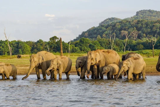 Wildlife and the national park – A haven for elephants