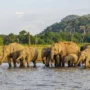 Wildlife and the national park – A haven for elephants