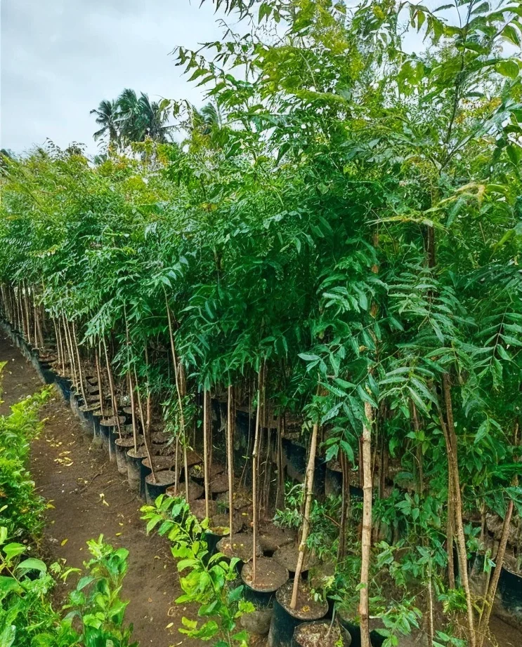 Challenges and conservation
