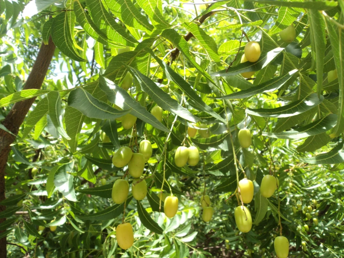 Why celebrate the Kohomba tree?