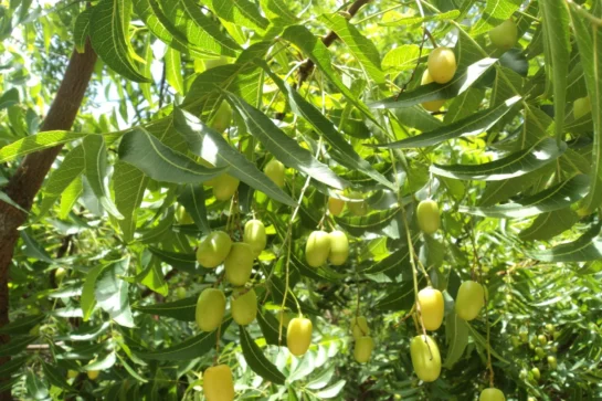 Why celebrate the Kohomba tree?