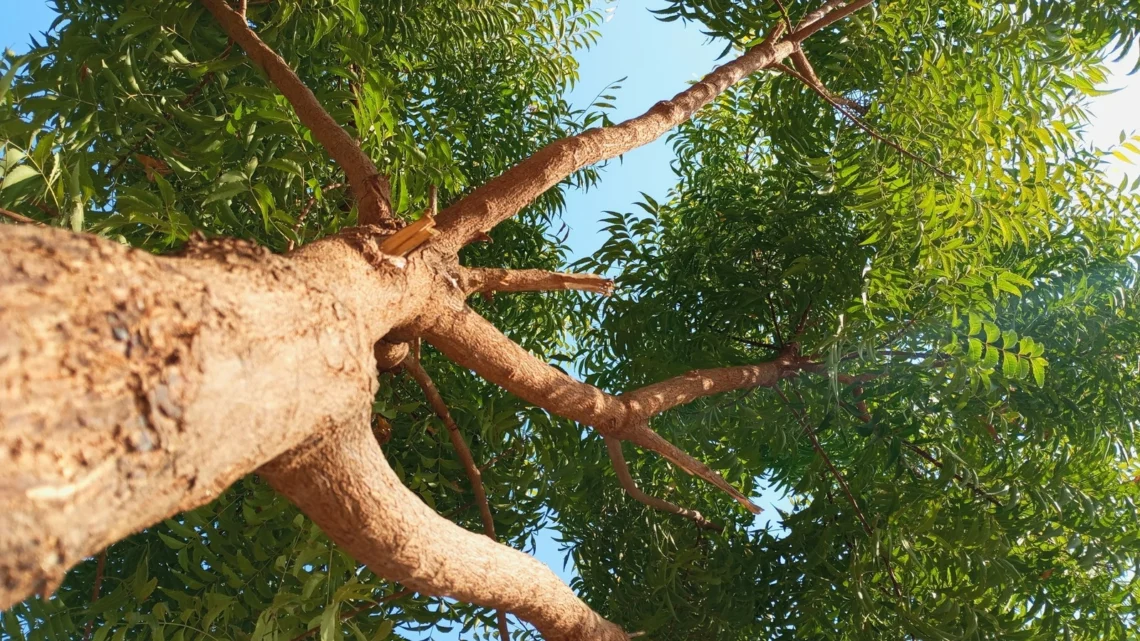 The Kohomba Tree: Sri Lanka’s sacred guardian of health and harmony