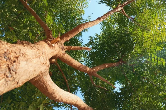 The Kohomba Tree: Sri Lanka’s sacred guardian of health and harmony