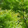 The Kohomba Tree: Sri Lanka’s sacred guardian of health and harmony