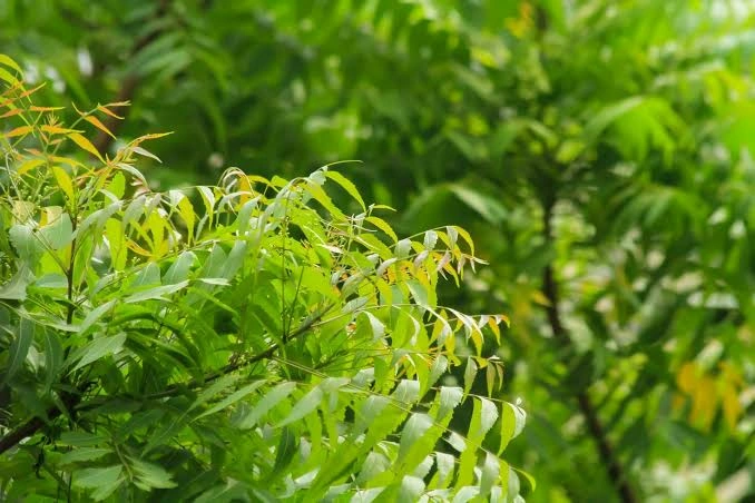The Kohomba Tree: Sri Lanka’s sacred guardian of health and harmony
