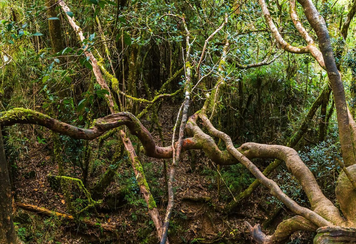 A sanctuary of biodiversity