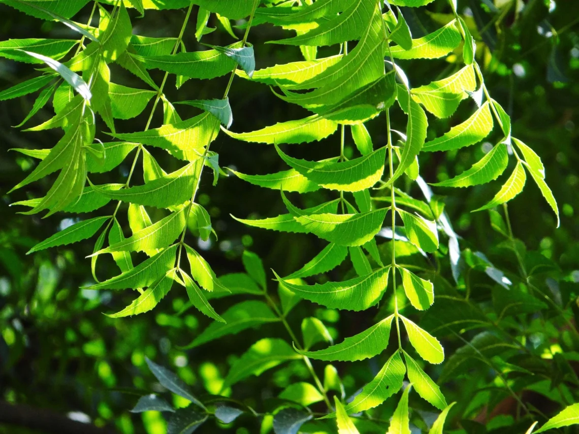 Kohomba in sustainable practices