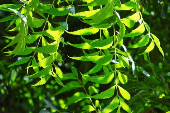 Kohomba in sustainable practices
