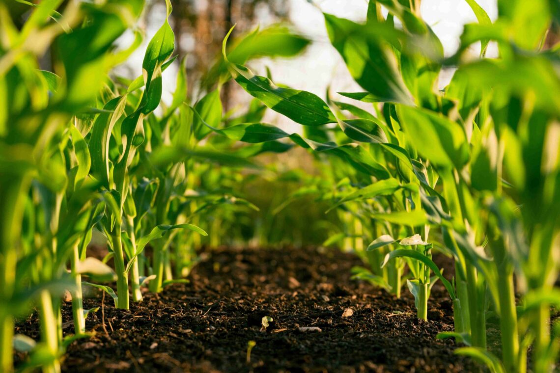 Beyond the tree: Carbon storage in soil and ecosystems