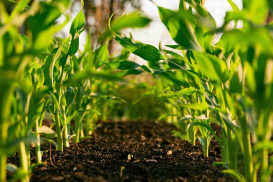 Beyond the tree: Carbon storage in soil and ecosystems